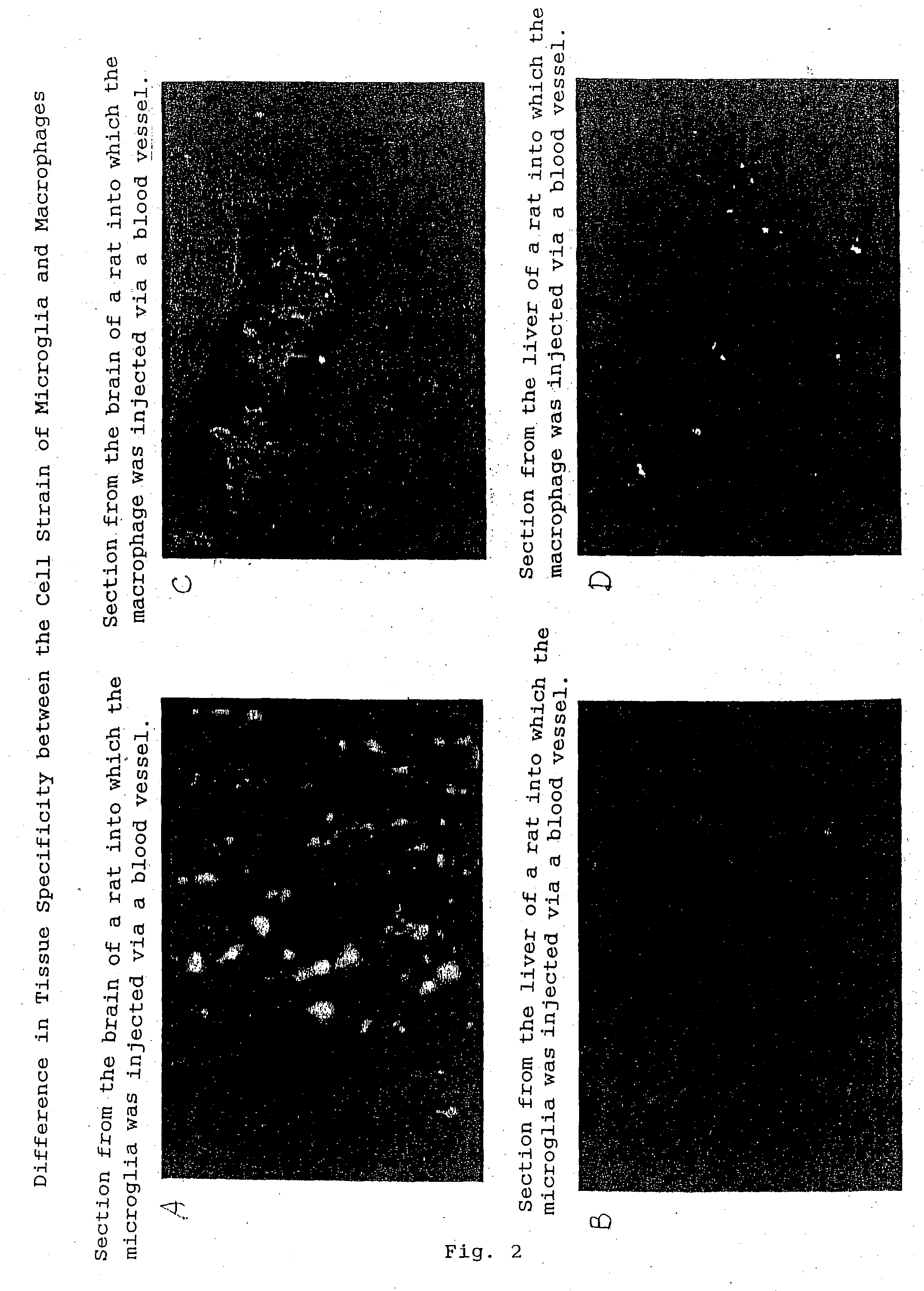 Established cell line of microglia