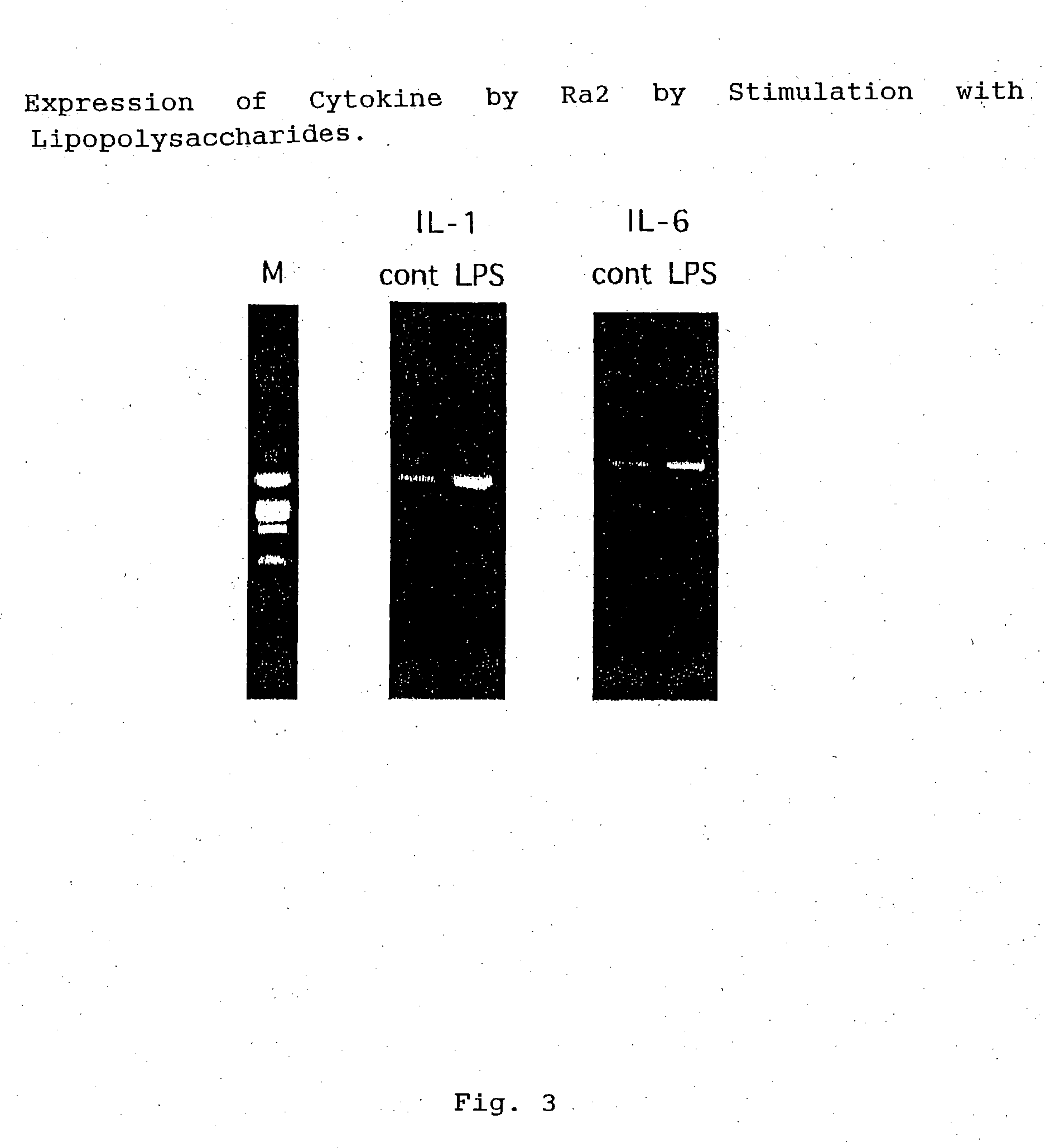 Established cell line of microglia