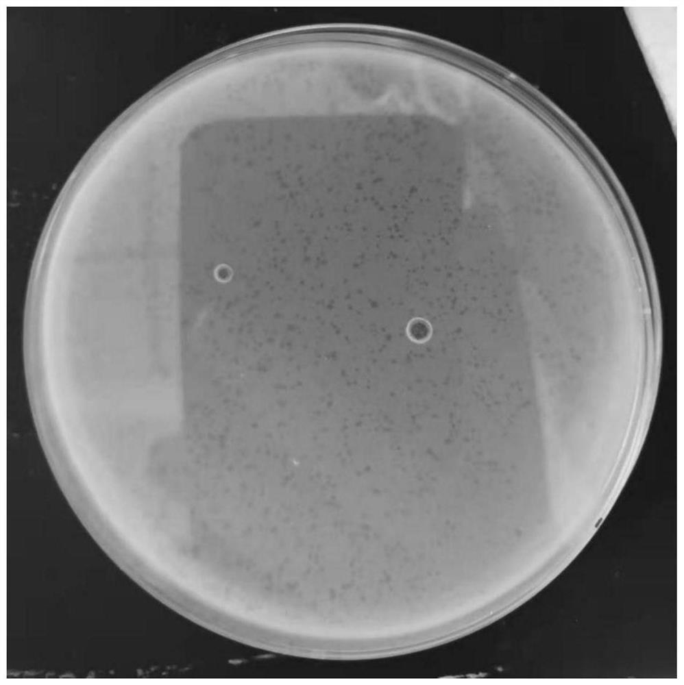 Nocardia anfenacea bacteriophage P69 and application thereof