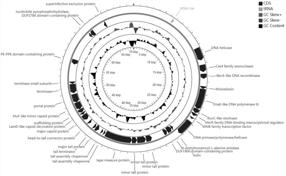 Nocardia anfenacea bacteriophage P69 and application thereof