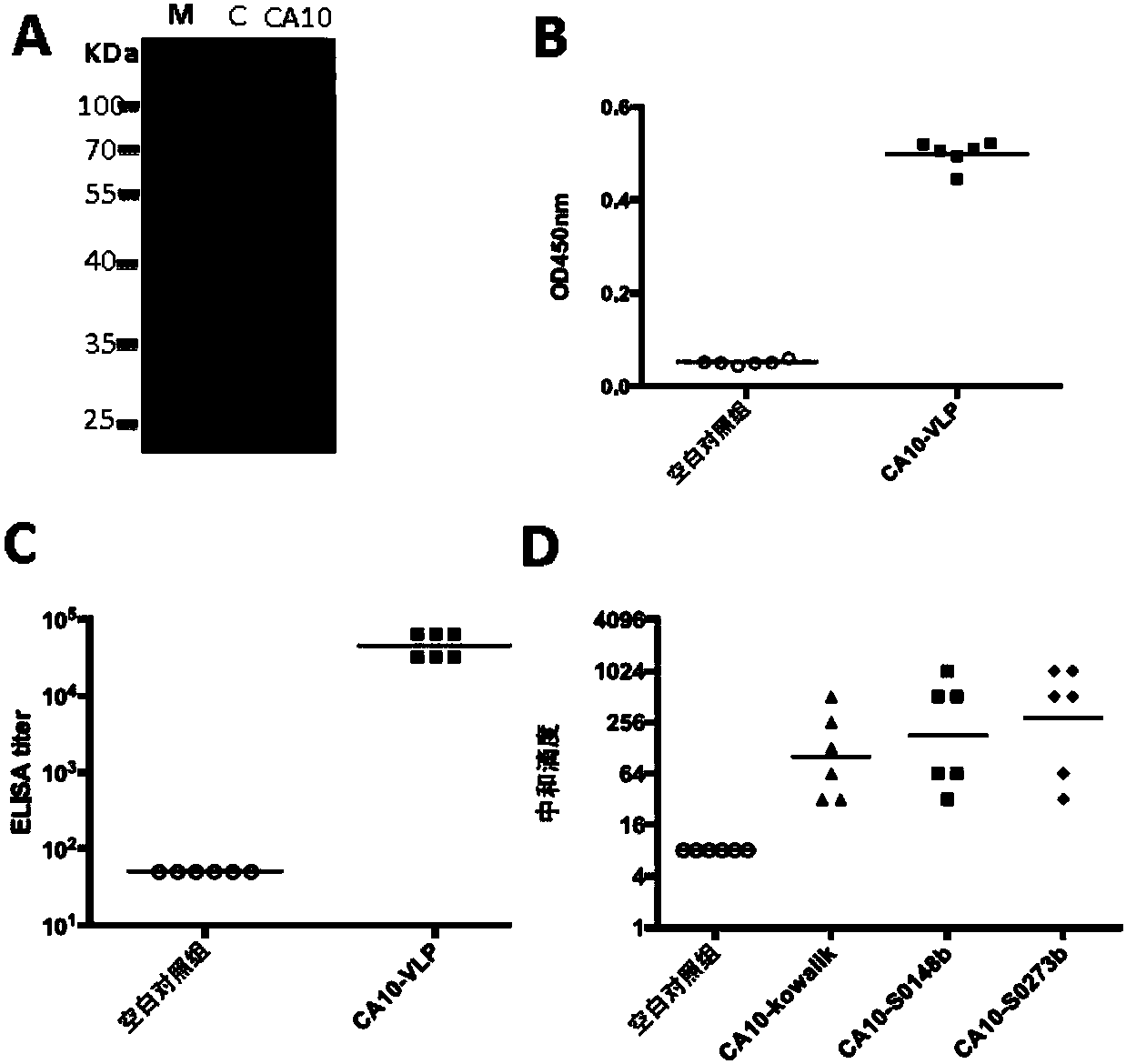 Yeast-expressed Coxsackievirus A10 virus-like particles and applications thereof