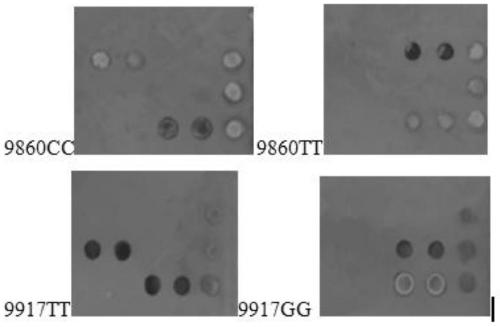 Probe, gene chip and kit for detecting il28b gene polymorphism