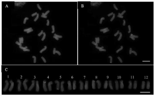 A probe combination and method suitable for physical location of rDNA in plant chromosomes