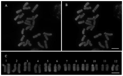 A probe combination and method suitable for physical location of rDNA in plant chromosomes