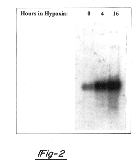 Hypoxia-regulated genes