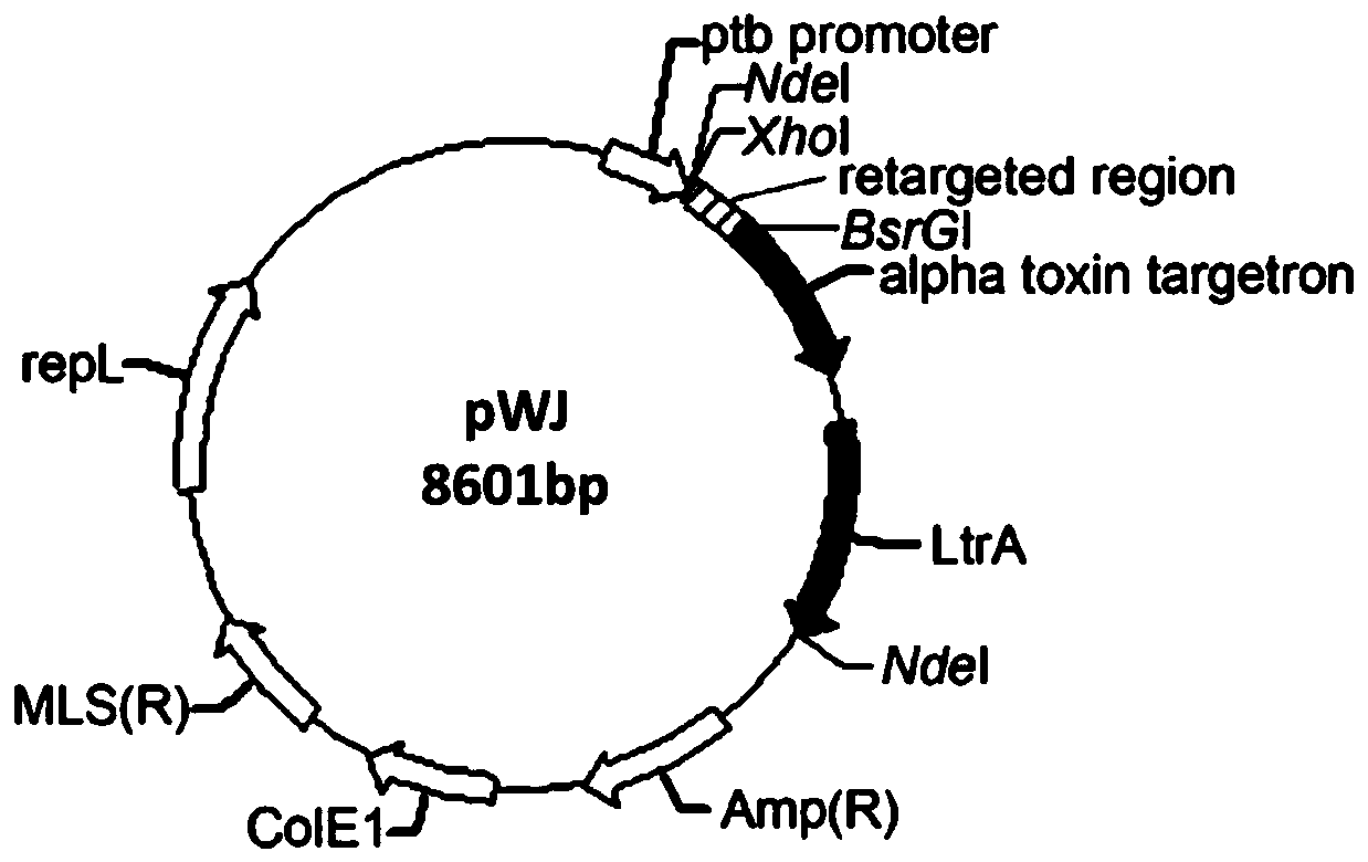 An electrogenic Clostridium beijerinckii and its construction method and application