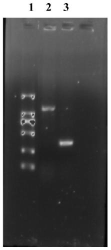 An electrogenic Clostridium beijerinckii and its construction method and application