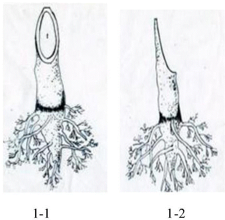 Gingko seedling inverted bark inserting old tree root system rejuvenation method