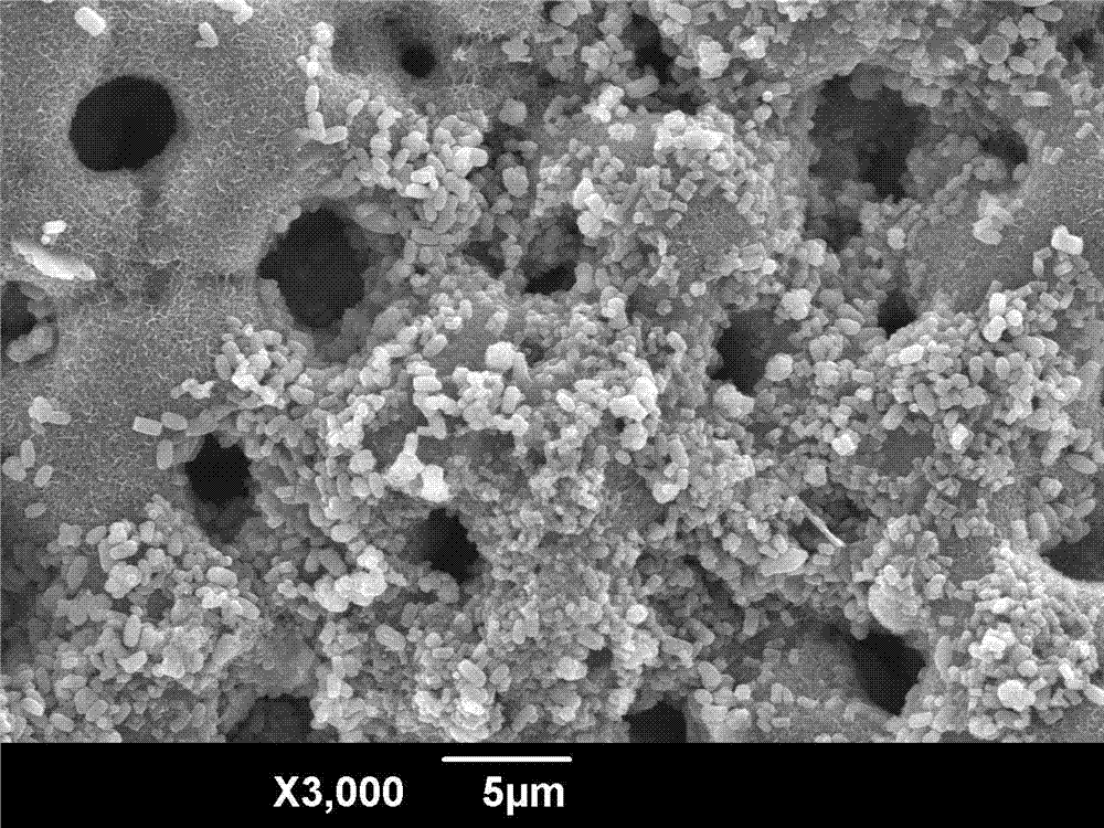 Preparation technology of hydroxyapatite-containing composite biological film on titanium-base surface