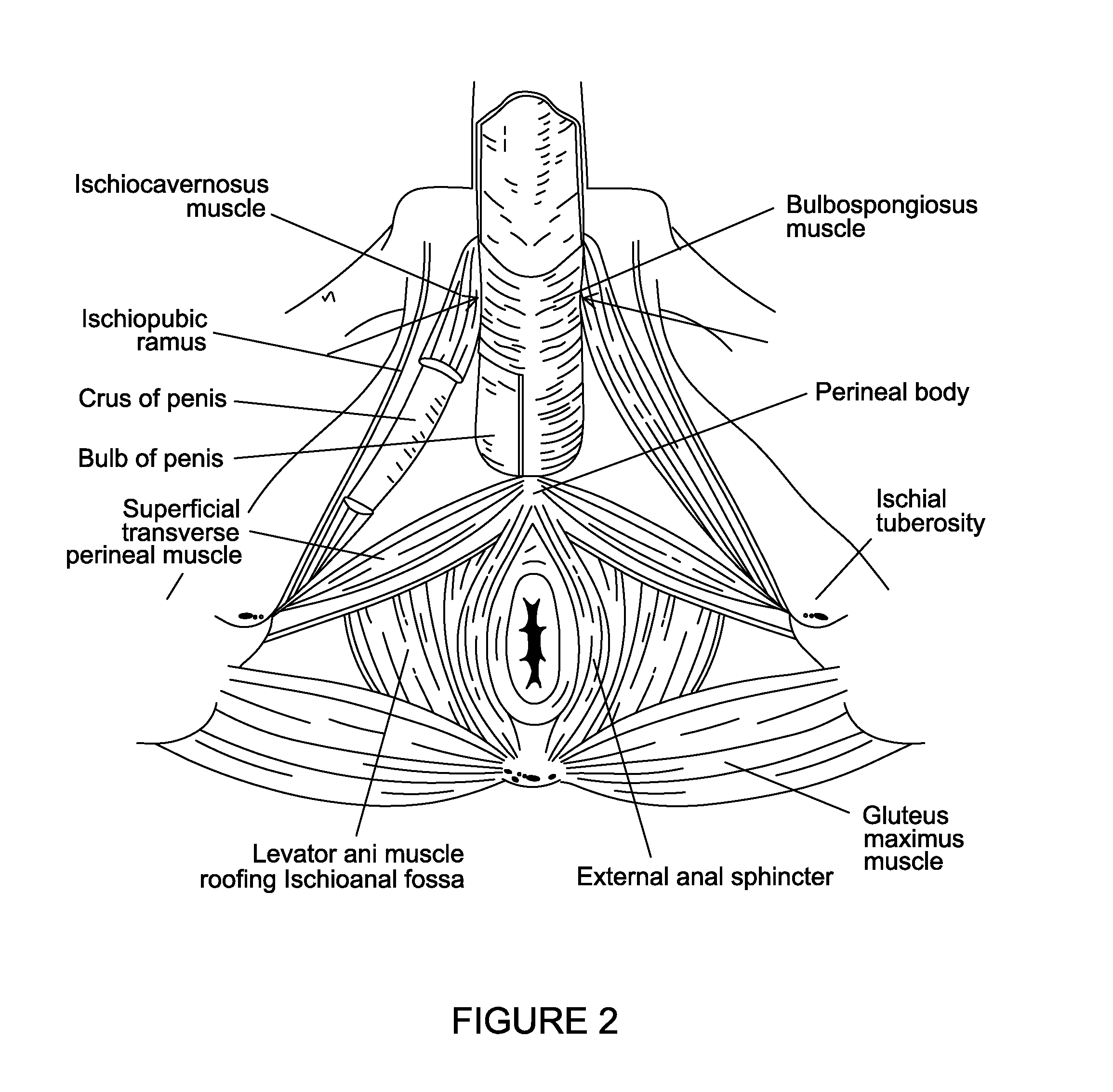 Method for treating premature ejaculation with a neurotoxin - Eureka |  Patsnap