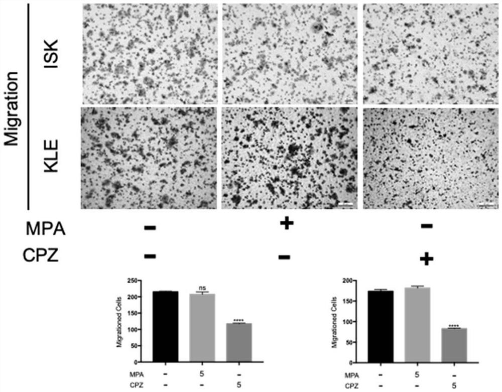 Application of chlorpromazine hydrochloride in treatment of endometrial cancer