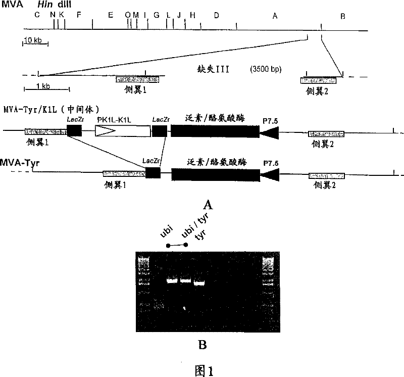 Vaccines based on the use of mv