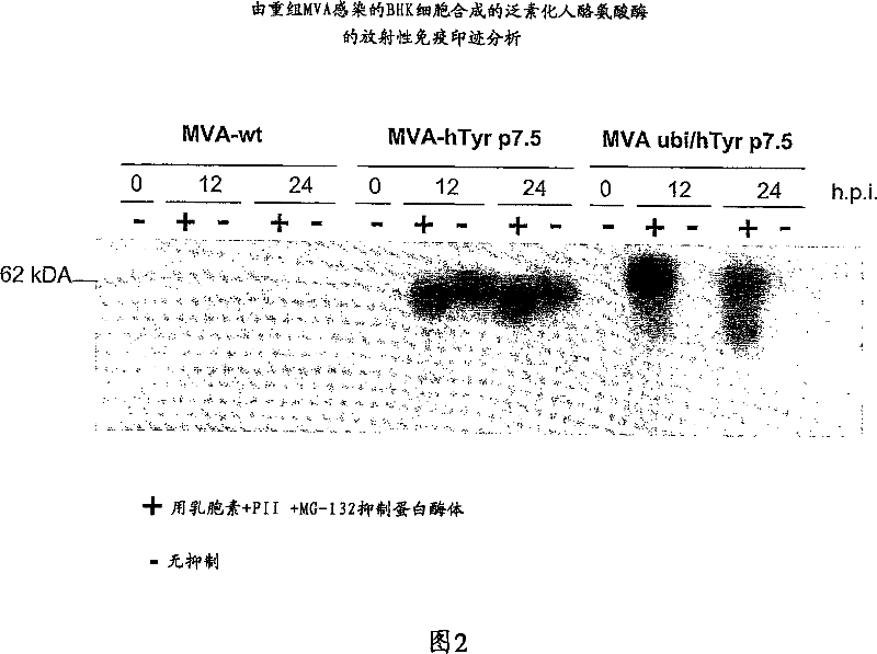 Vaccines based on the use of mv