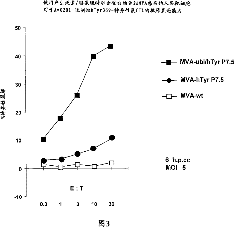 Vaccines based on the use of mv