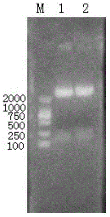 blys antagonistic peptide ss12, fusion protein ss12‑fc containing the antagonistic peptide and gene