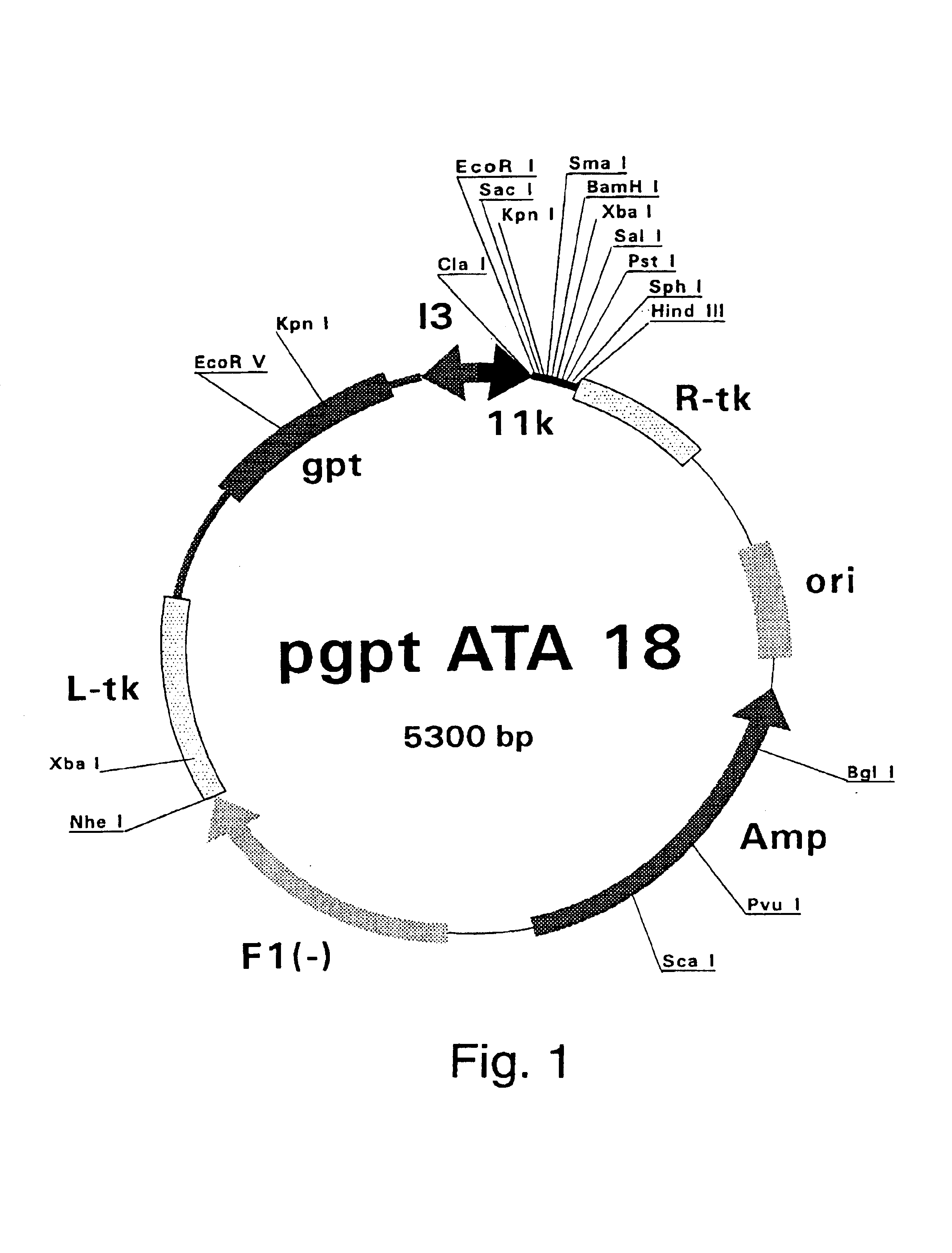 Purified hepatitis C virus envelope proteins for diagnostic and therapeutic use