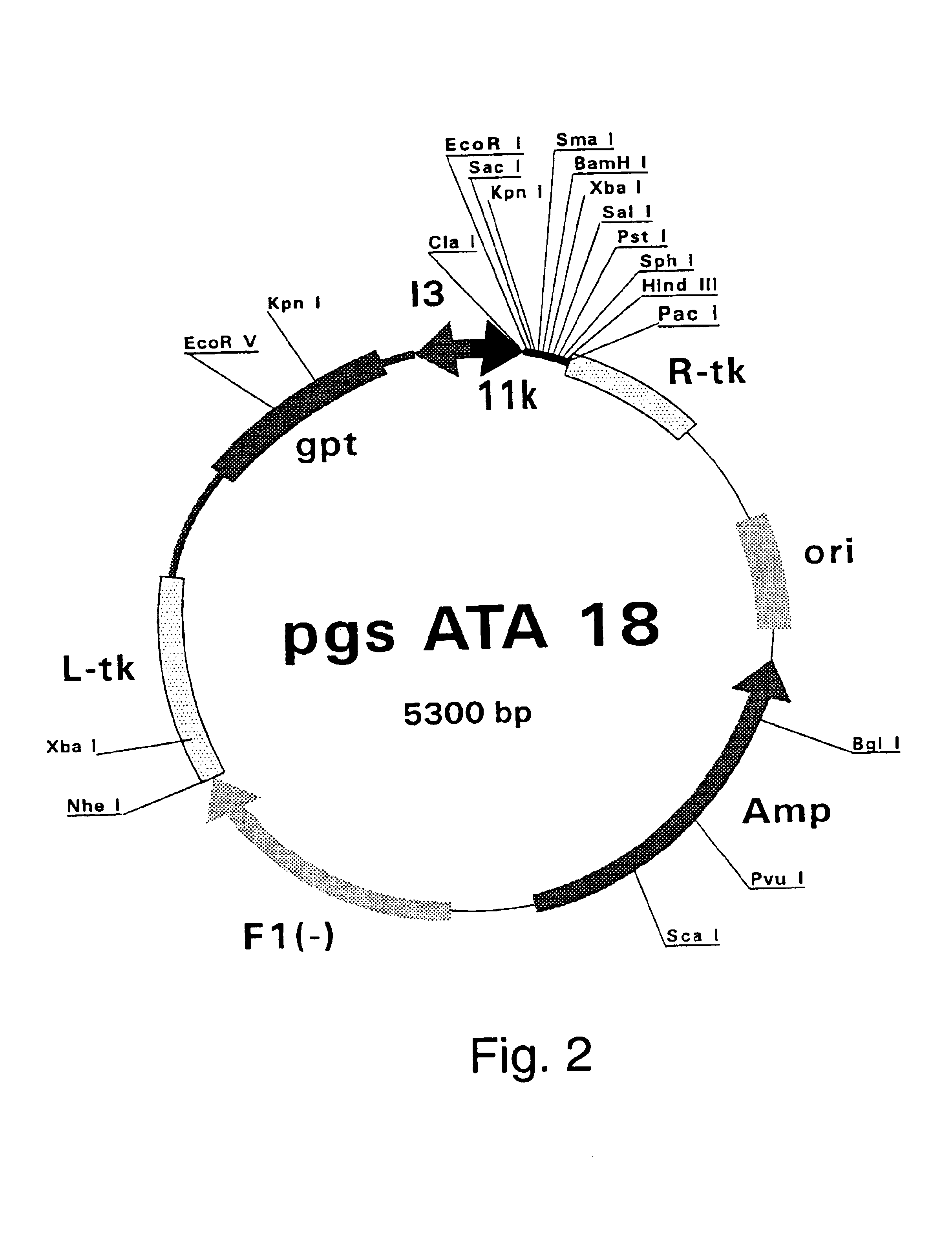 Purified hepatitis C virus envelope proteins for diagnostic and therapeutic use