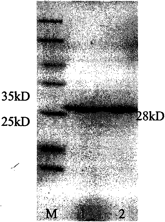 Antiviral protein and preparation method and application thereof