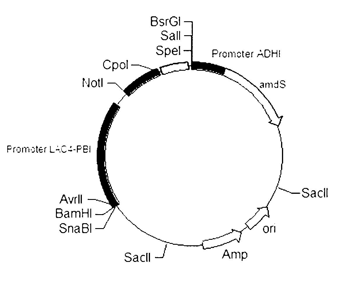 Method for constructing multi-copy kluyveromyces lactis expression vector efficiently in in-vitro manner