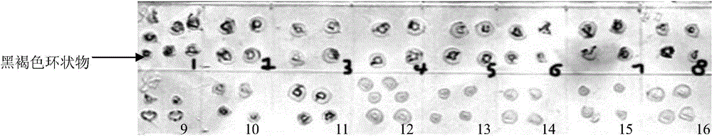 Construction method and kit of full-length infectious clone of citrus tristeza virus