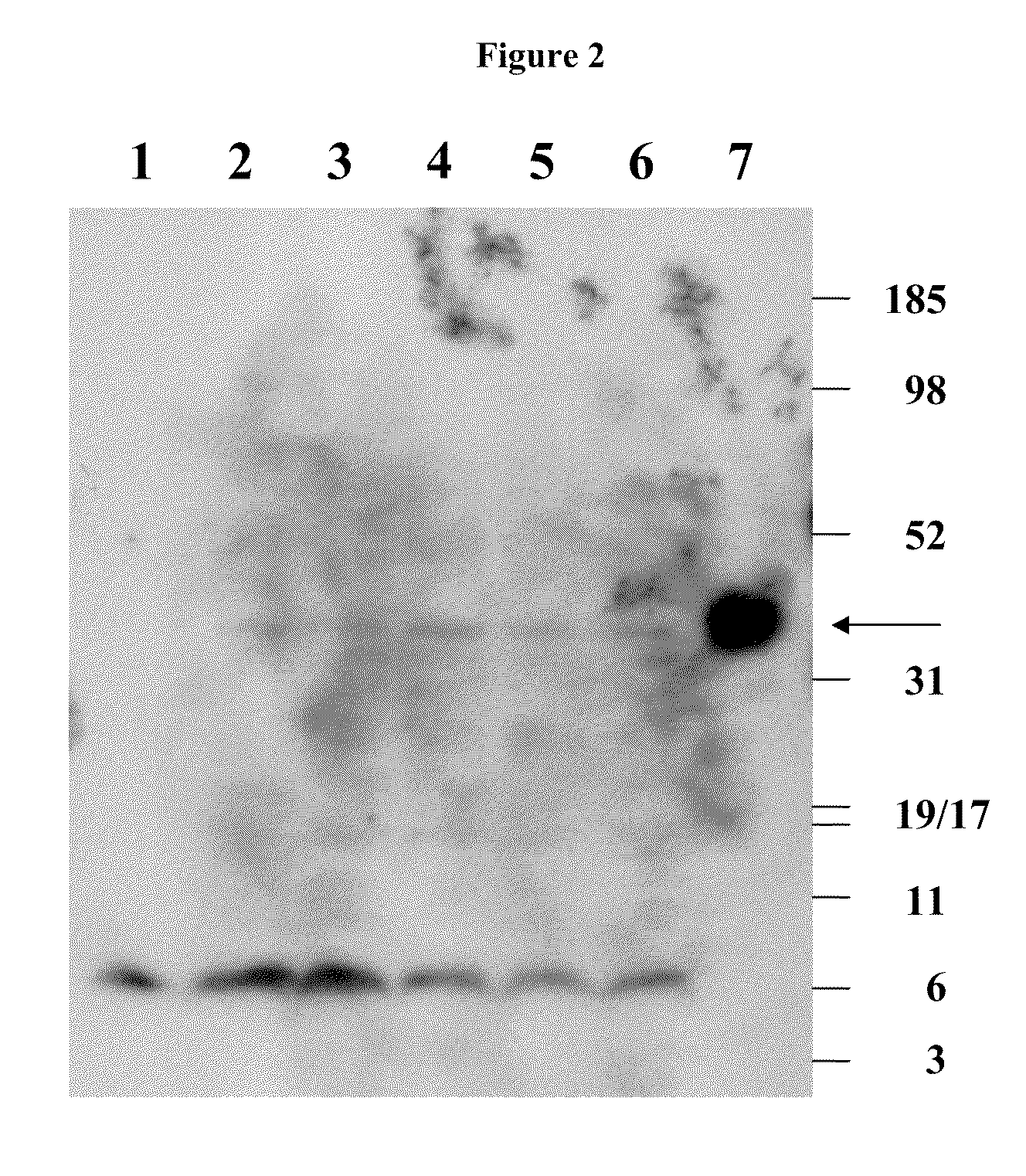 Monoclonal Antibodies That Specifically Block Biological Activity Of A Tumor Antigen