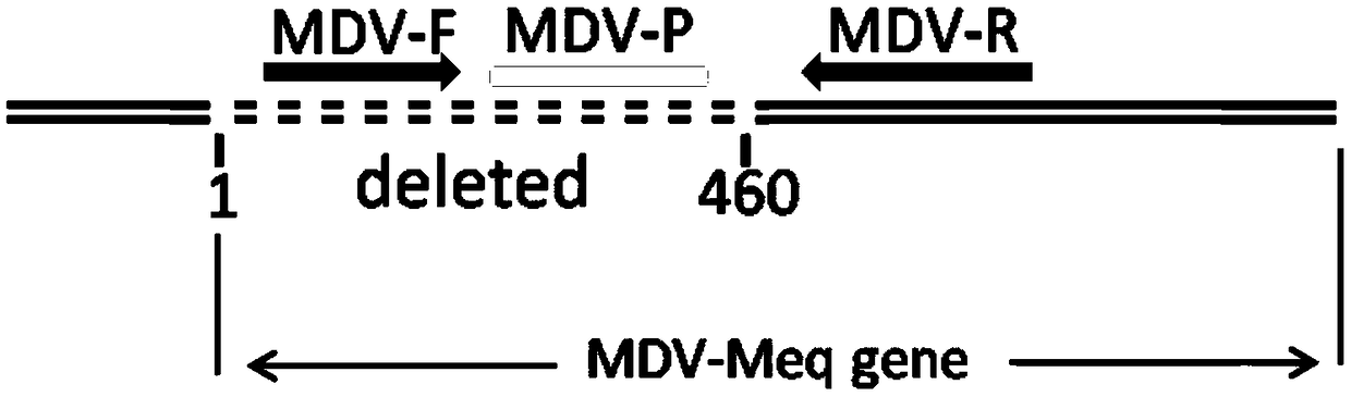 Fluorescence quantitative PCR kit for quantitatively detecting chicken Marek's virus Meq gene deletion vaccine strain and wild strain and application thereof