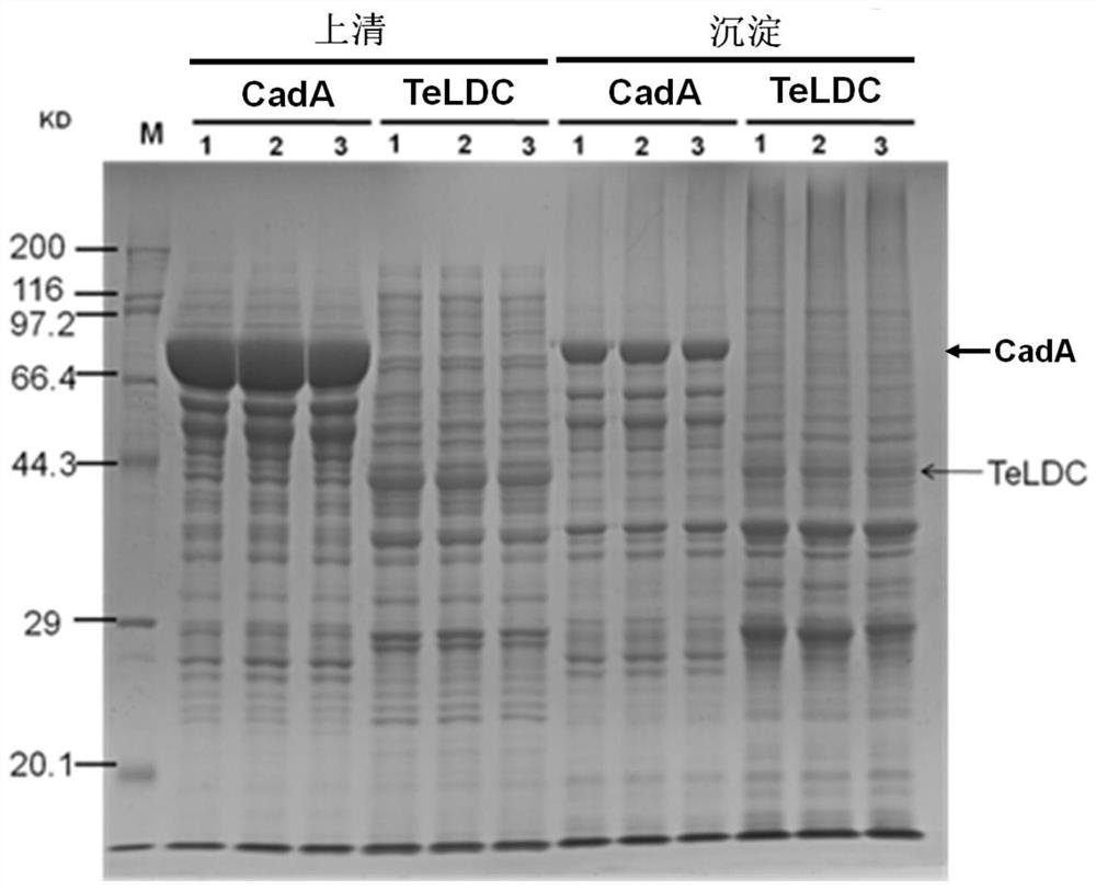 Heterologous expression method and application of L-lysine decarboxylase from thermophilic bacteria