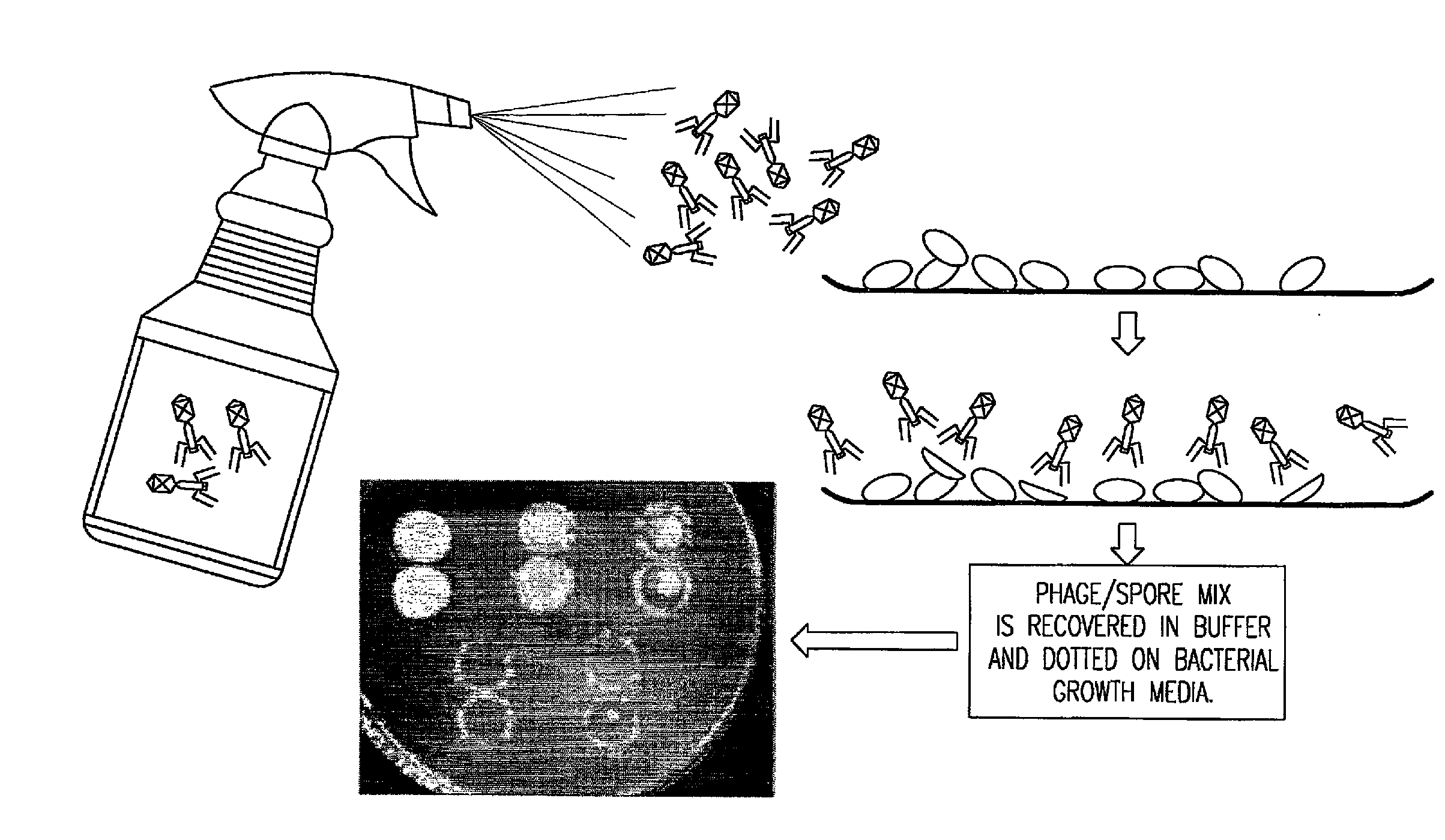 Bacteriophages that Infect Bacillus Bacteria (Anthrax)