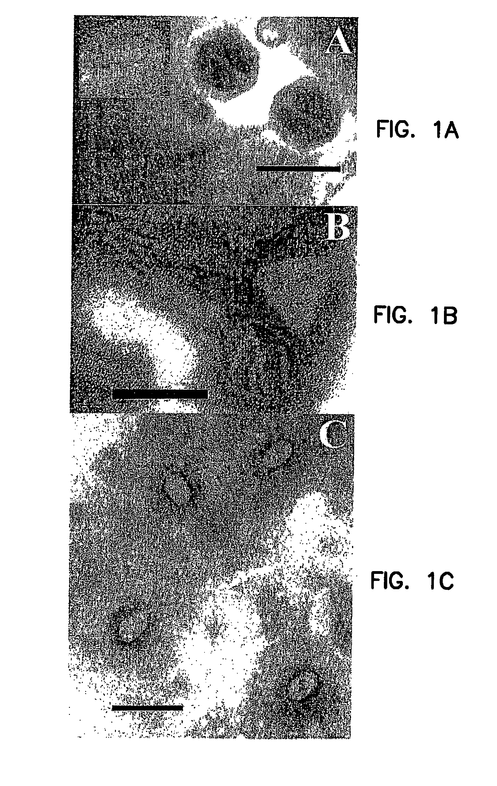 Bacteriophages that Infect Bacillus Bacteria (Anthrax)