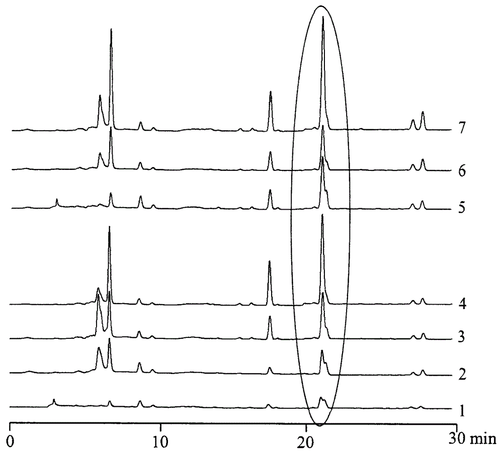 Method for identifying storage time of ligusticum wallichii medicinal materials by utilizing HPLC-UV