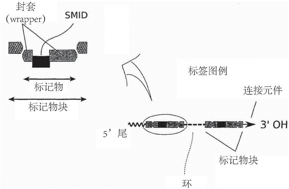 Methods of sequencing nucleic acids in mixtures and compositions related thereto
