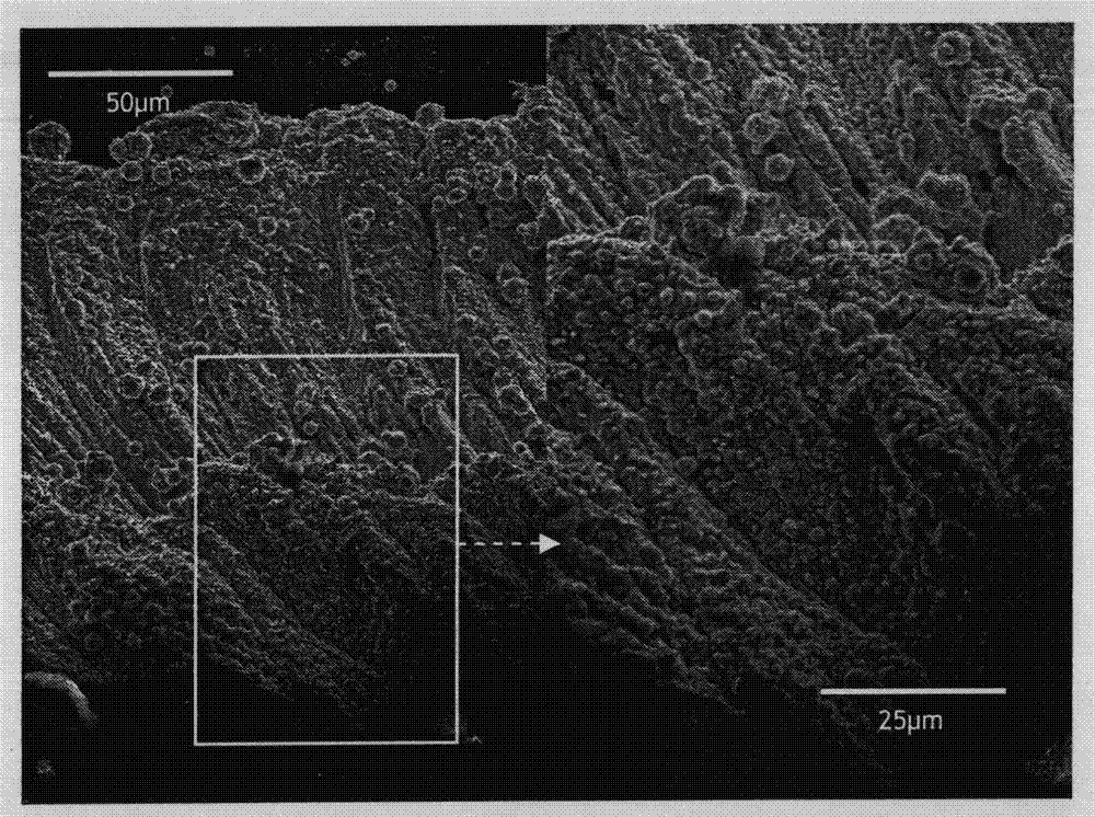 Stainless steel based metal fiber porous material with high specific surface area and preparation method thereof