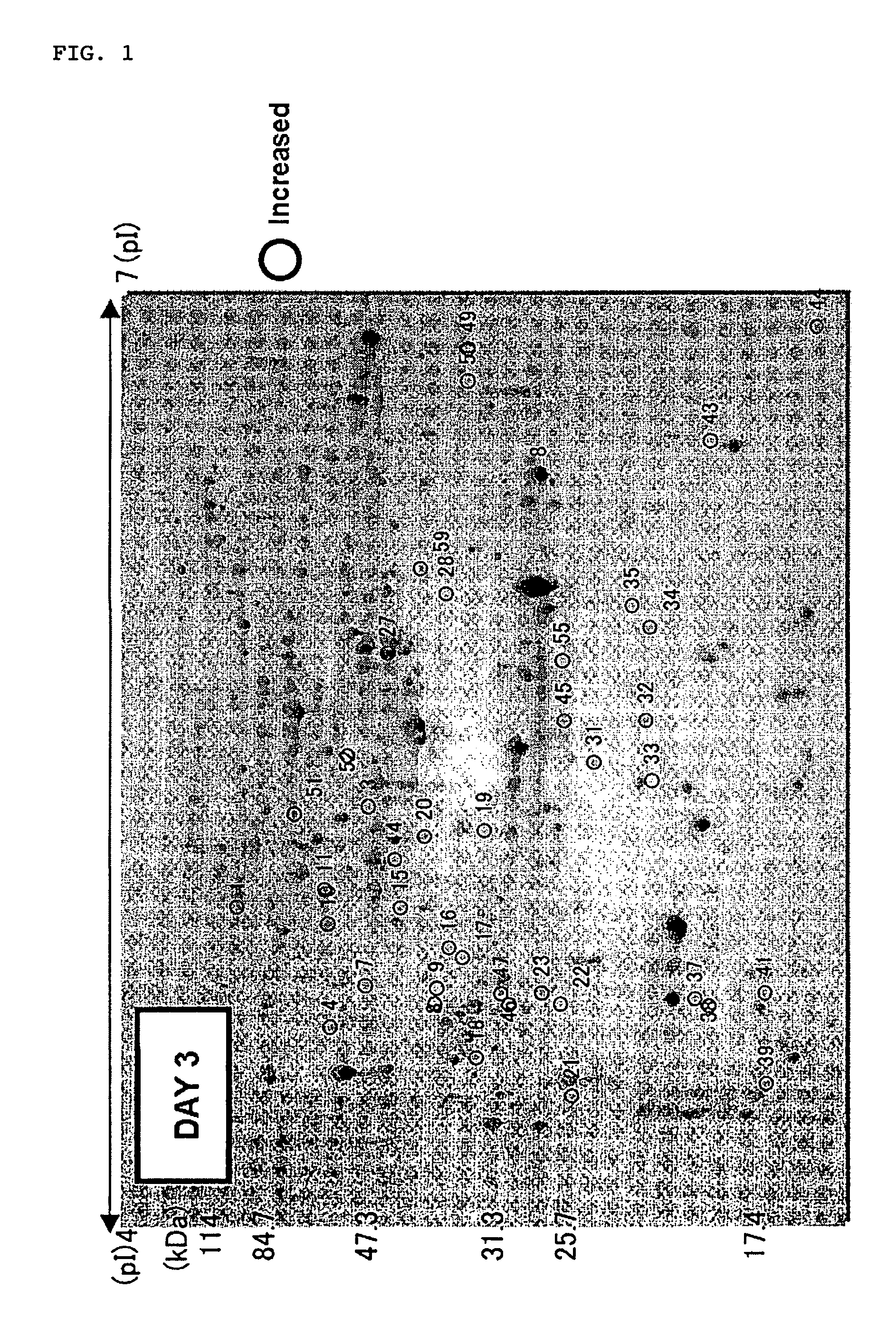 Plant having enhanced root elongation and method for production thereof