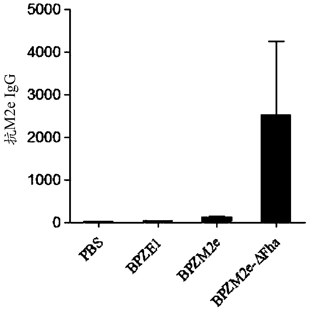 Novel Recombinant Bordetella Strains