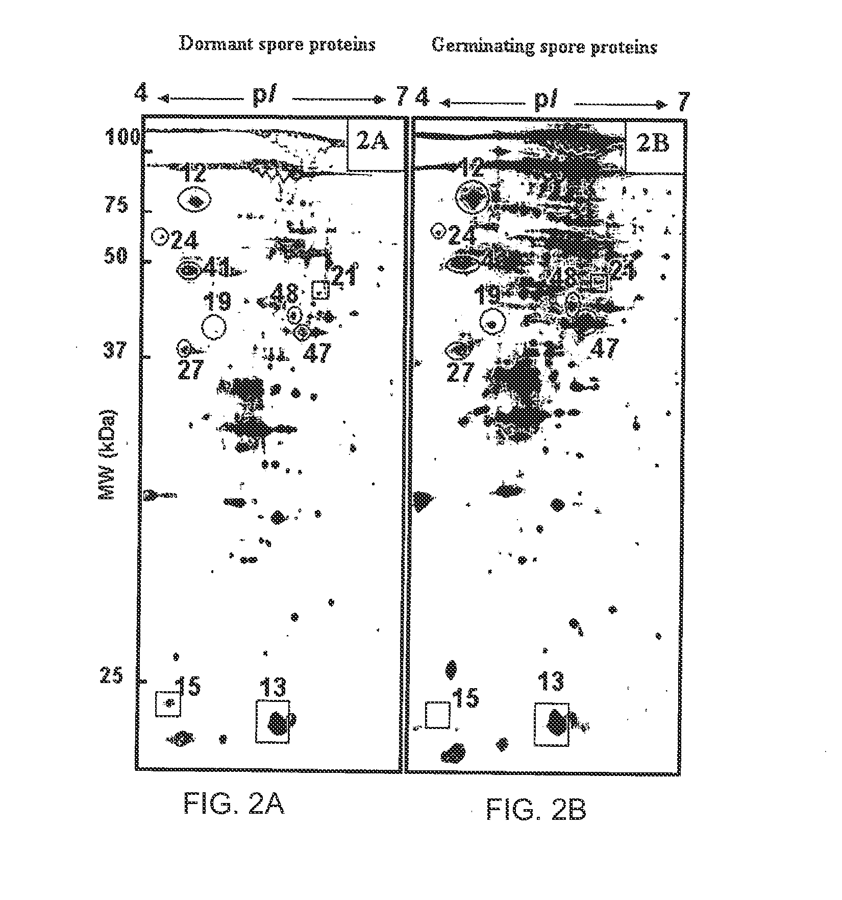 Targets and compositions for use in decontamination, immunoprophylaxis, and post-exposure therapy against anthrax