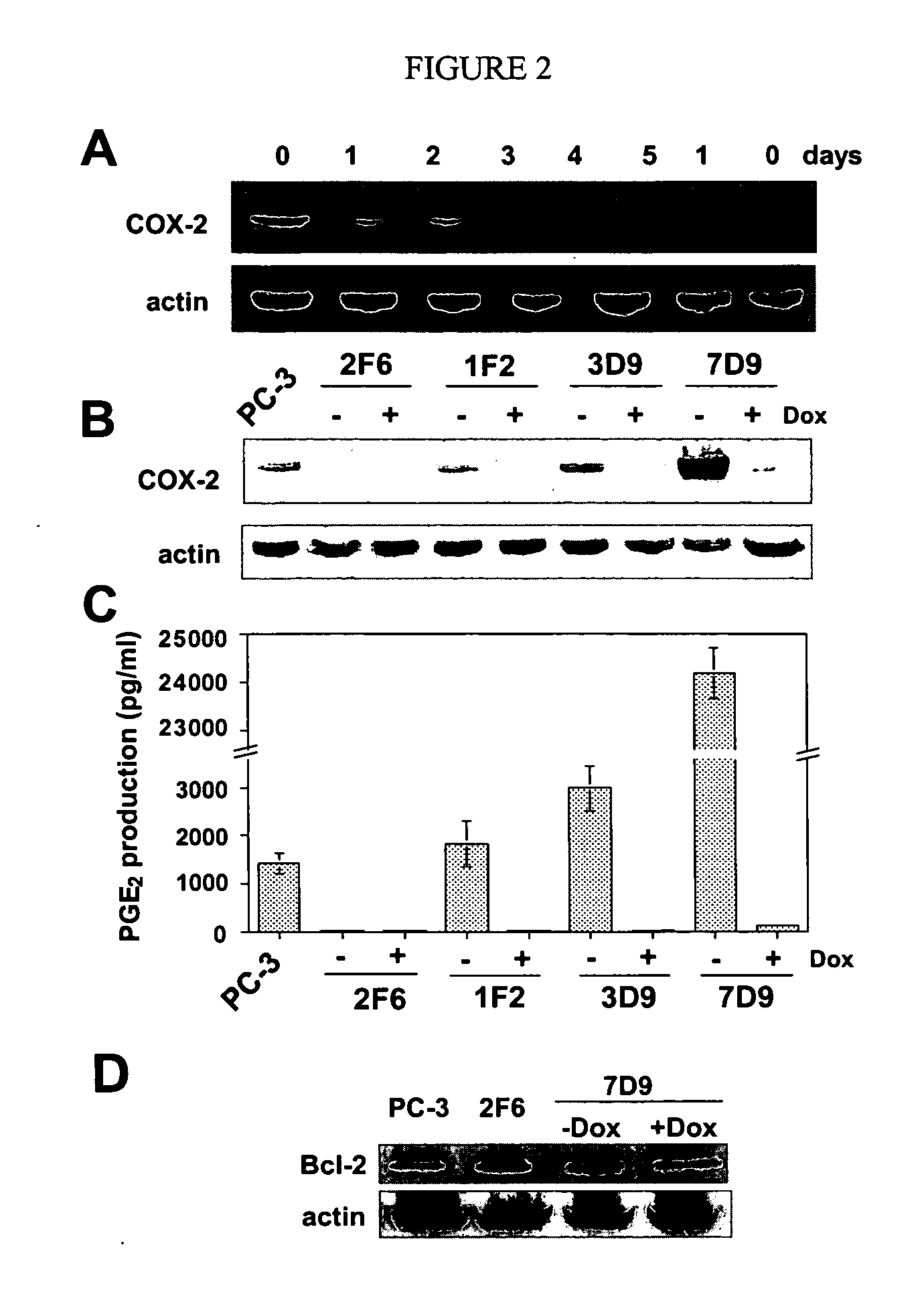 Compounds and methods for inducing apoptosis in proliferating cells
