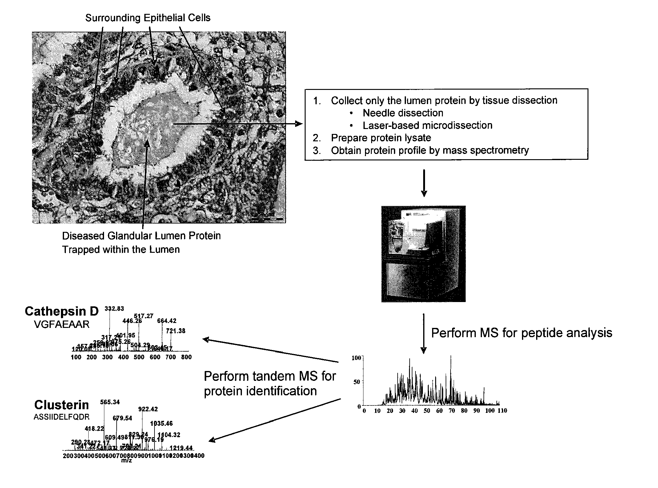 Method of discovering and analyzing secreted biomarkers of disease from solid tissue