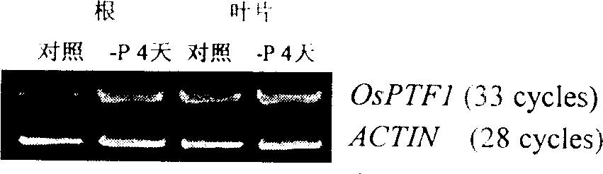 Plant phosphorus hunger inducing transcription factor OsPTF1