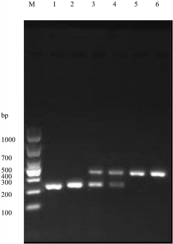 RPA-IAC primer for detecting vibrio vulnificus and method