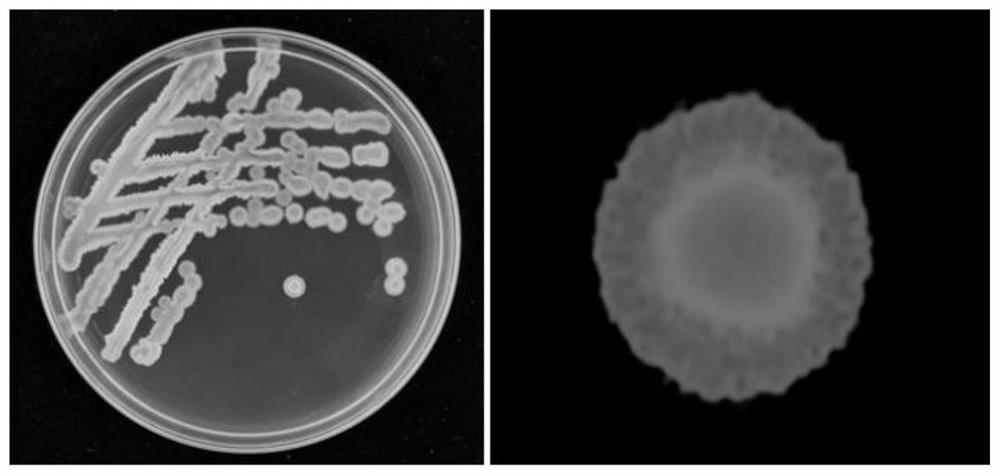 A strain of Bacillus amyloliquefaciens, bacterial agent and its preparation method and application