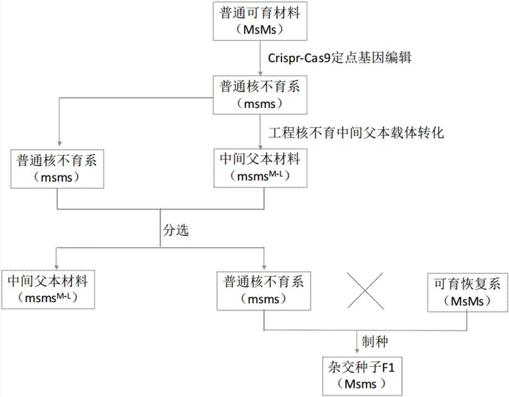 Creation method and application of rice ordinary nuclear sterile line