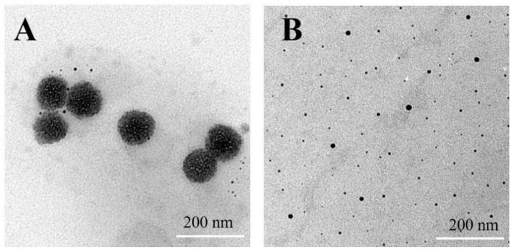 Immune checkpoint blocking polypeptide prodrug nano-micelle, preparation method and application