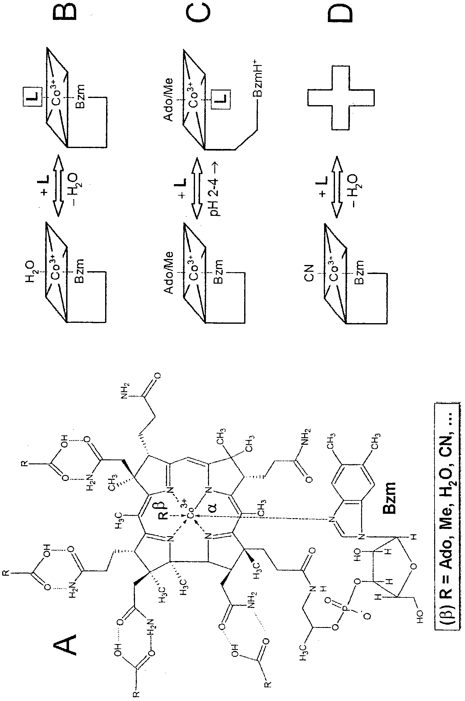 Method for purification of natural cobalamins by adsorption on insoluble materials containing carboxylic groups