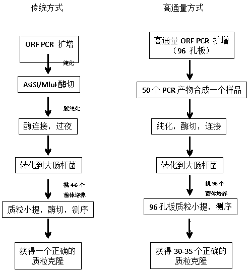 Adenovirus vector and production method for same