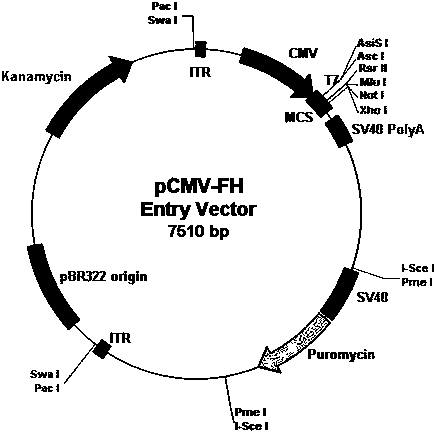 Adenovirus vector and production method for same