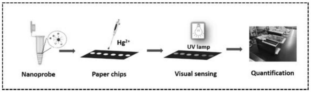Ratio fluorescent probe, fluorescent paper chip and detection method for detecting mercury ions