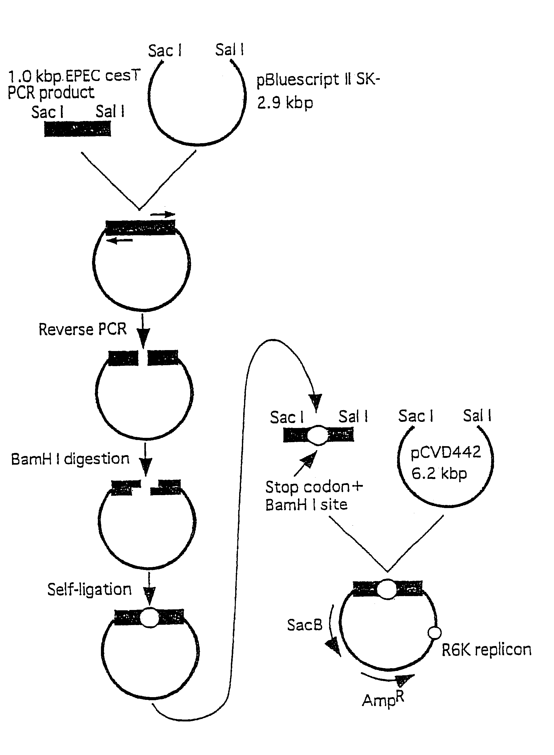 Method for detecting substances inhibiting the bacterial type III secretion mechanism and function of secretory proteins thereof