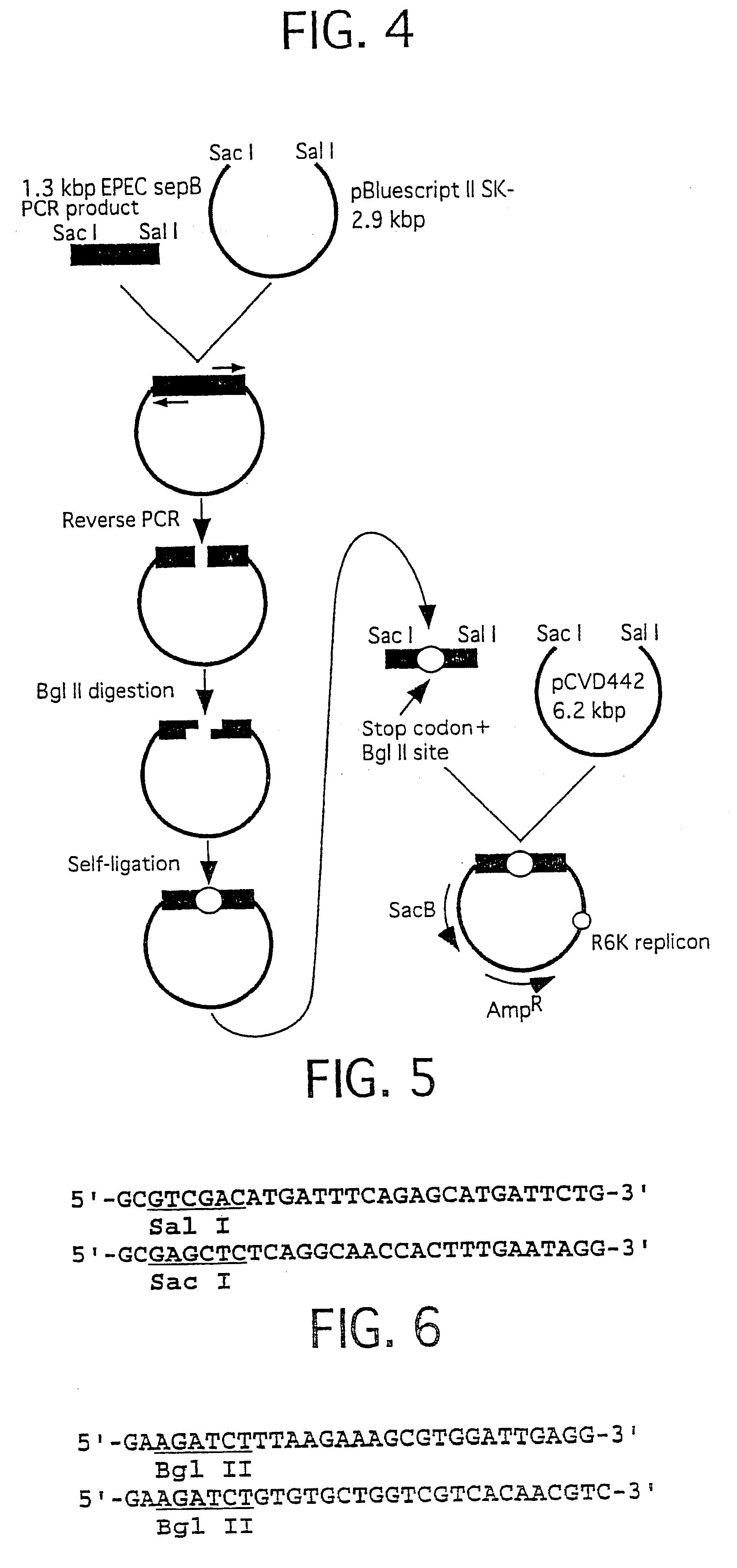 Method for detecting substances inhibiting the bacterial type III secretion mechanism and function of secretory proteins thereof
