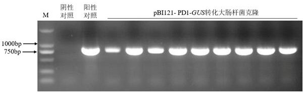 Lilium regale inducible promoter PD1 and application thereof