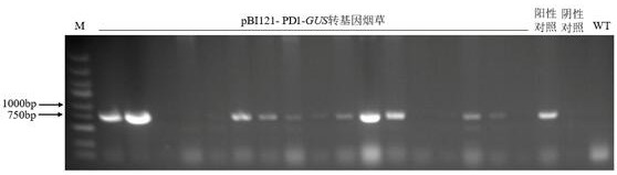 Lilium regale inducible promoter PD1 and application thereof